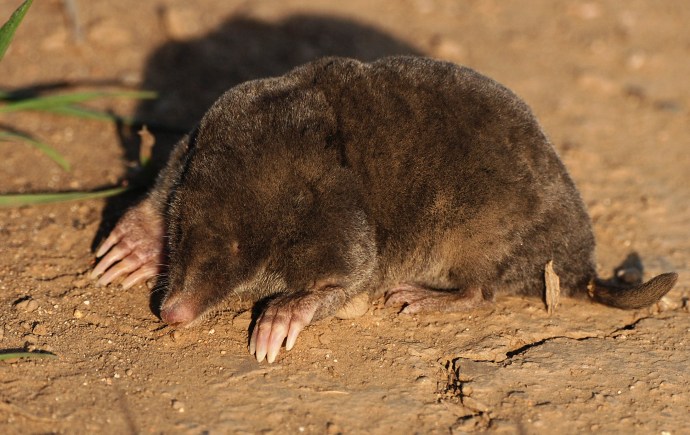 překvapený krťa