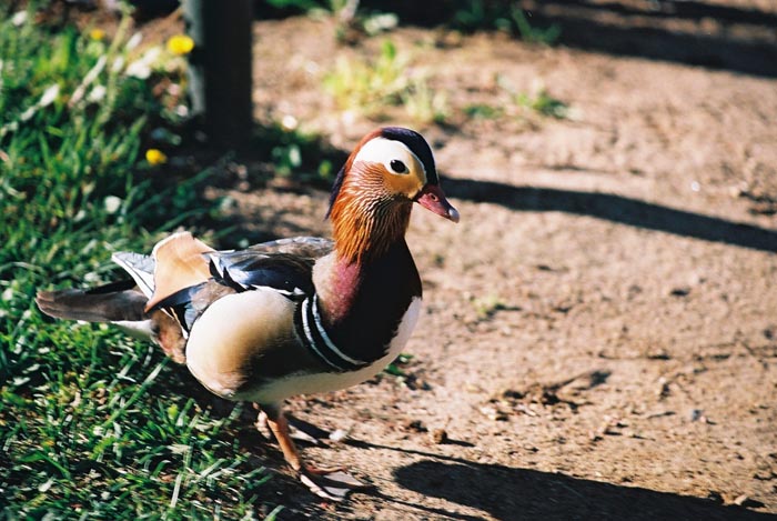 To je ale divná kachna