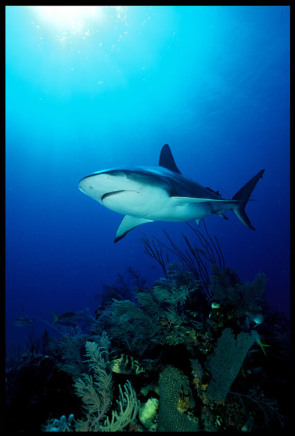 shark Jardines - Kuba