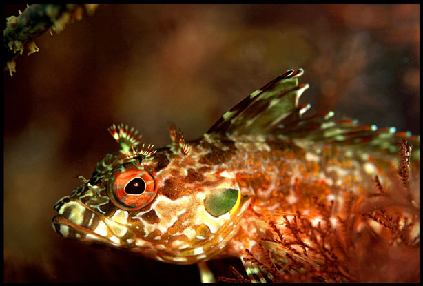 Galapágy