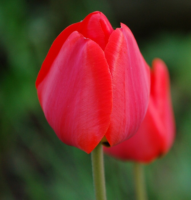 tulipánofka