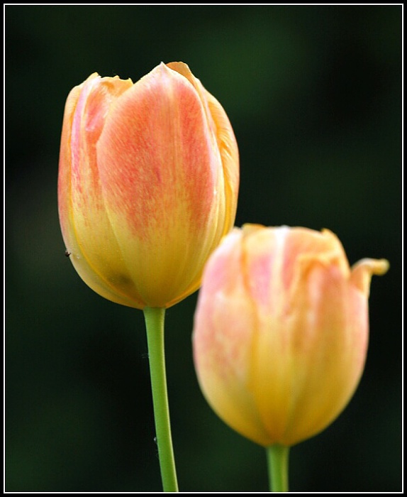 Tulipánovka 2