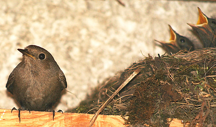 Príbeh vtáka: 1.Pokyn