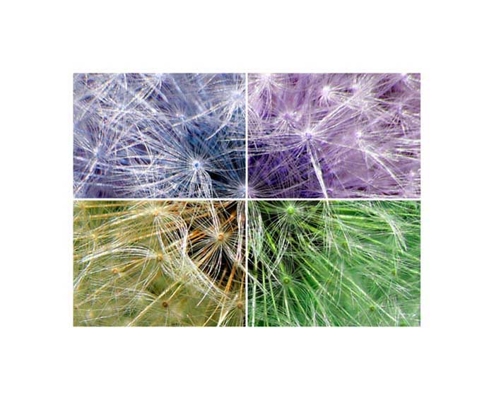 jaro, léto, podzim, zima