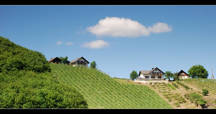 Vinice