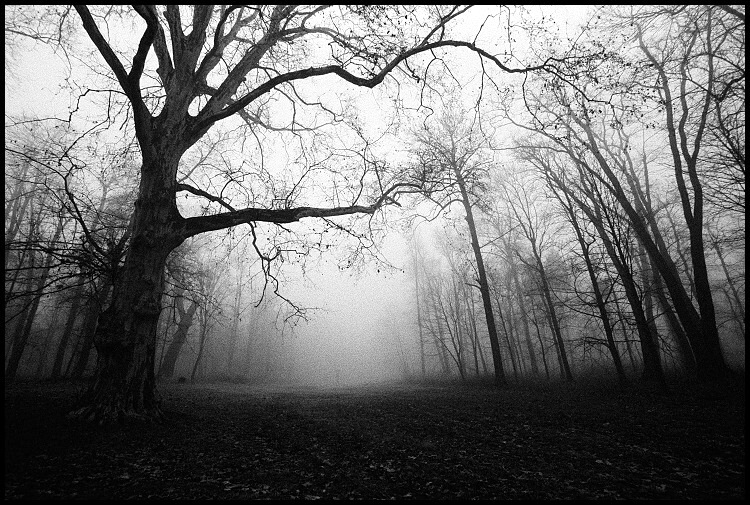 Návraty do veltruského parku XXV