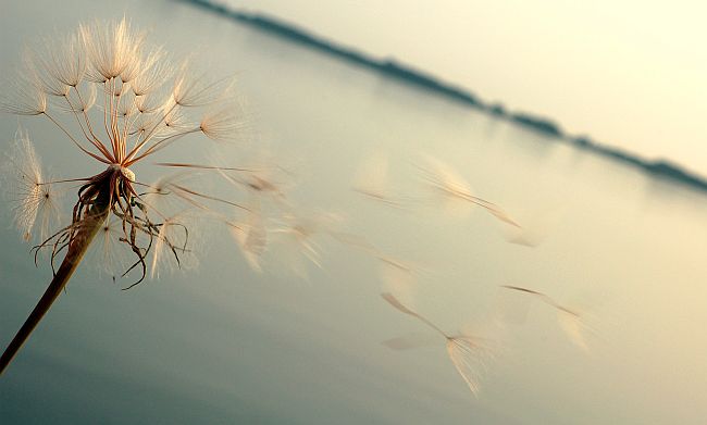 Koniec (jednej pupavy)