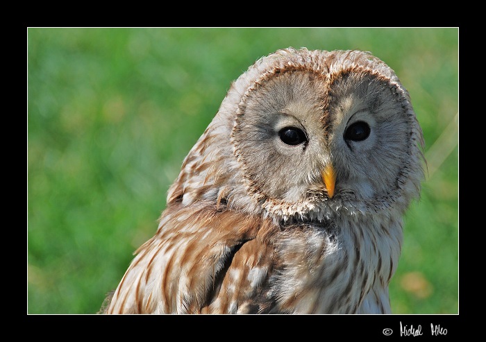 Puštík obecný (Strix aluco)