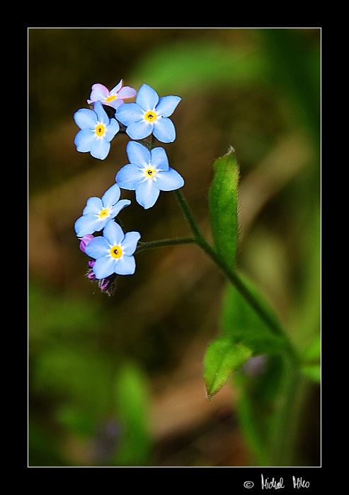 forget-me-not