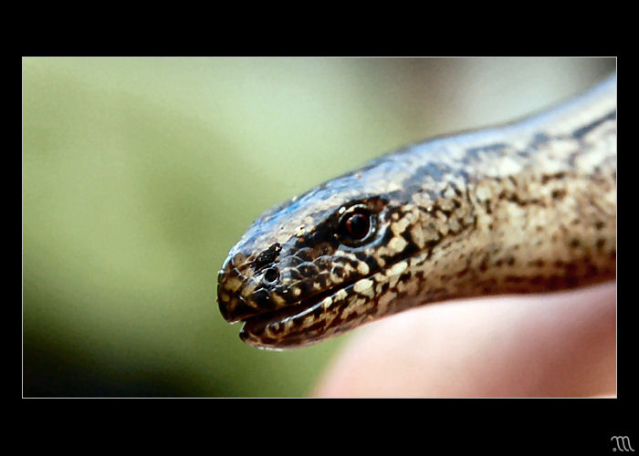 Za humny je drak :-)