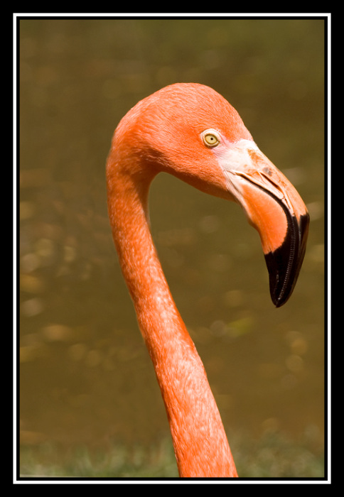 Plameňák