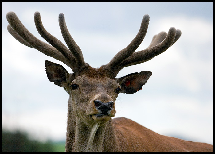 krok a zdrhnu!!!!!!!!