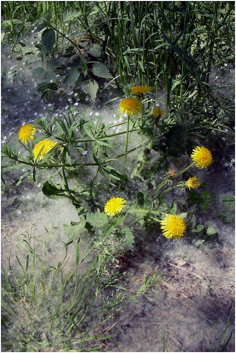 V cizím peří ... aneb zasněžená