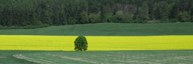 Samotář