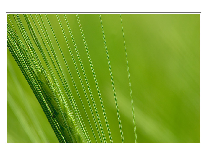 - Lines -