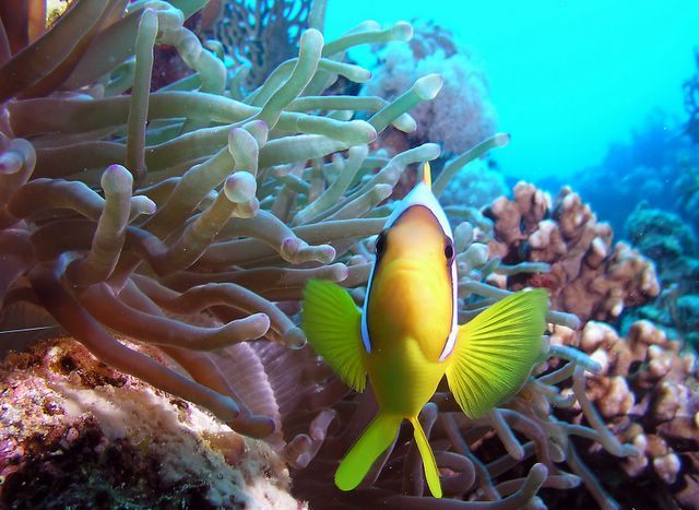 Nemo - Anemone fish