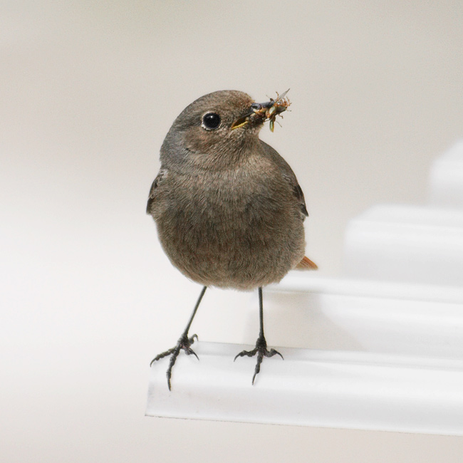 na lovu v civilizaci