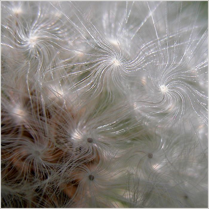 ... vlasatice ...
