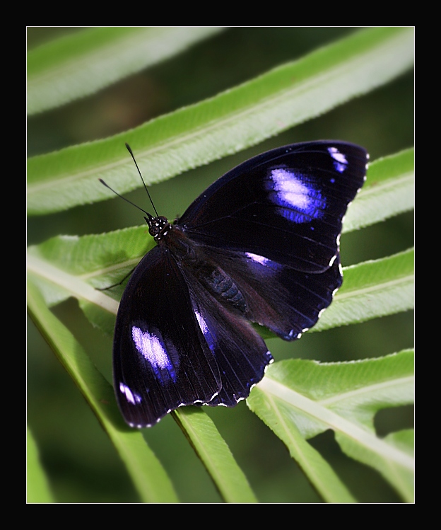 Hypolimnas bolina