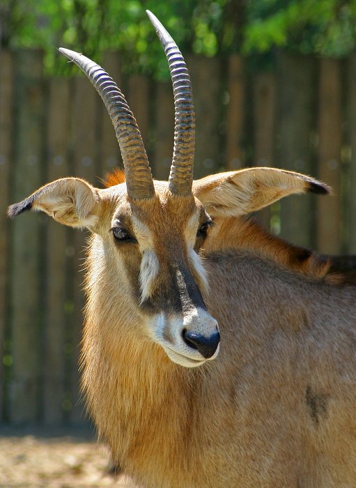Kozel