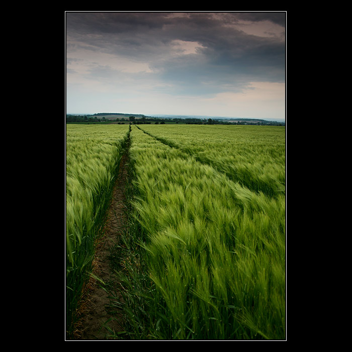 Procházky v ječmeni