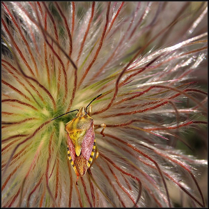 Mimikry rakúskej bzdochy