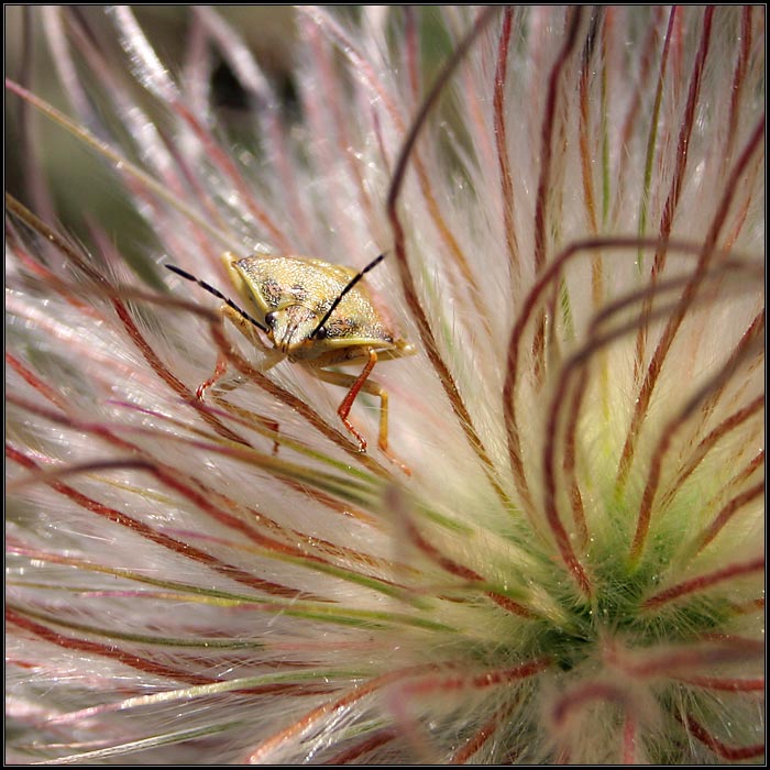 Mimikry rakúskej bzdochy II