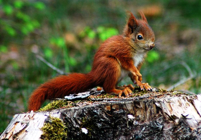 vevericka v lese...
