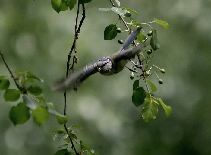...start z větve...