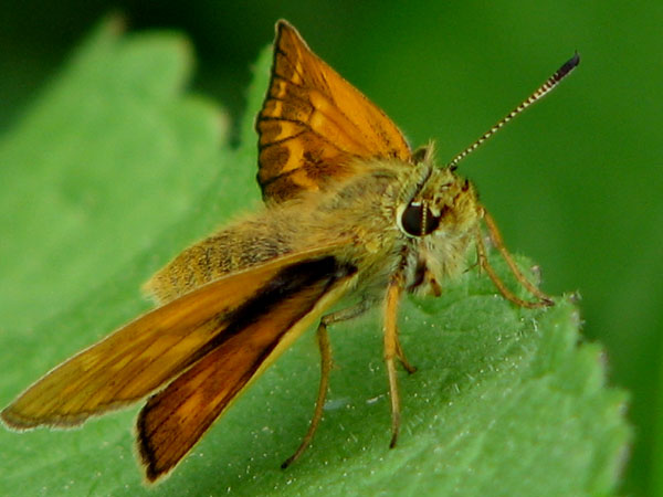 Pripravený k odletu