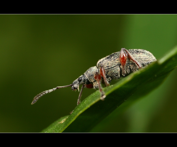 ... budu se muset oholit ...