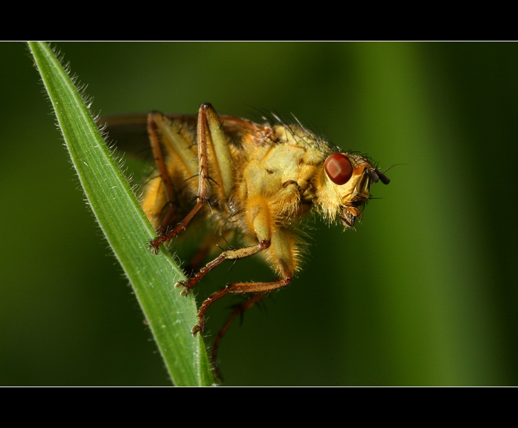 ... koupím si depilátor ...
