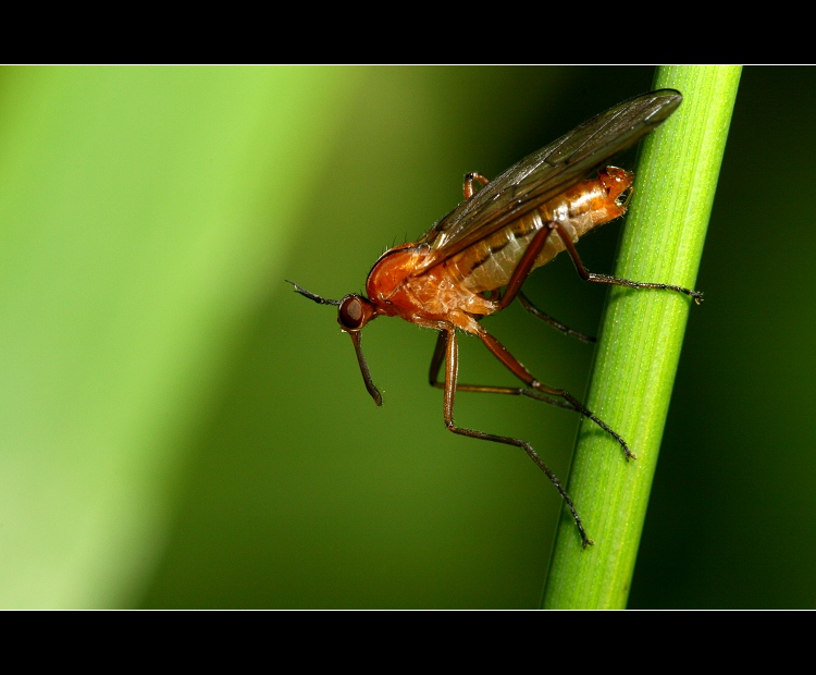 ... strčím ho kamkoliv ...