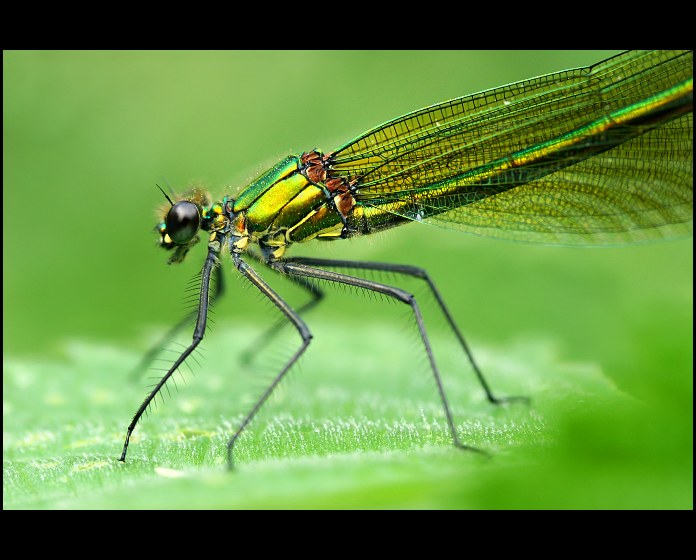 Calopteryx splendens