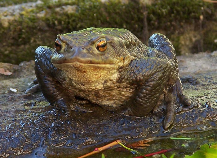 Tačůd