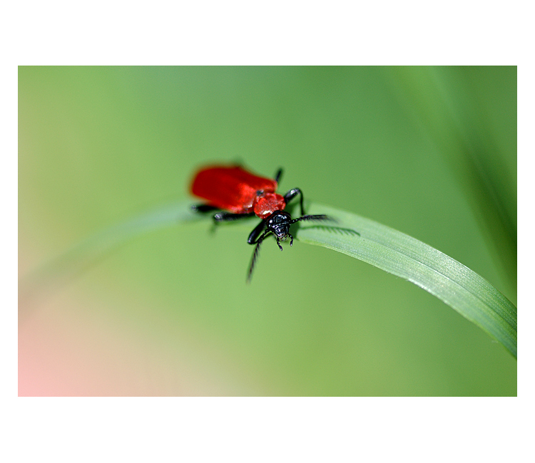 = Patesařík nopálový =