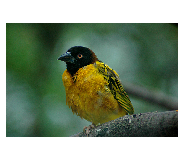 = Snovač zahradní (Ploceus cucullatus) =
