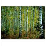 .: BŘEZOVÝ HÁJ :.