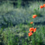 .: LA FLOR :.