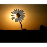 Když jdou květiny spát...