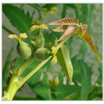 tři oříšky pro Popelku