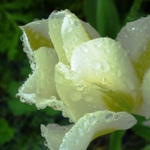 tulip25
