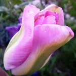 pink tulip