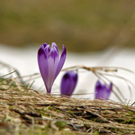 Fialova