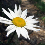 Margaretka