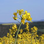 Řepka olejka nad Nabřezinami