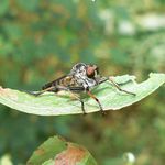 Číhalka srpicová (Rhagio scolopaceus)