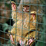 Kosmánek pochcánek