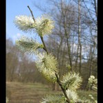 To jsou ale kočky...