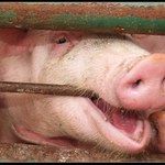 doživotní vězení